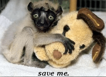 Save the baby lemurs