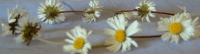 daisy chain