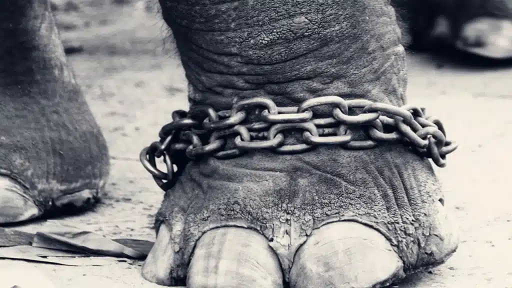 Black and white photograph of an elephant's foot with a heavy chain around its ankle.
